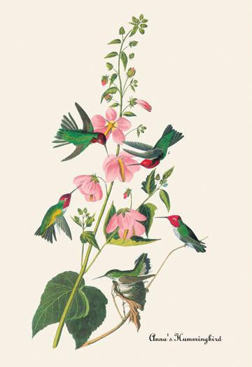 Anna&#39;s Hummingbird 28x42 Giclee on Canvas