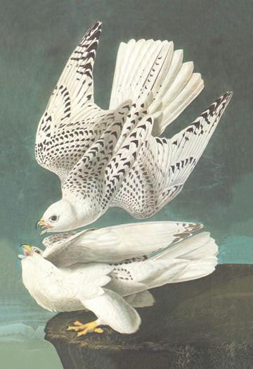 White Gyrfalcon 28x42 Giclee on Canvas