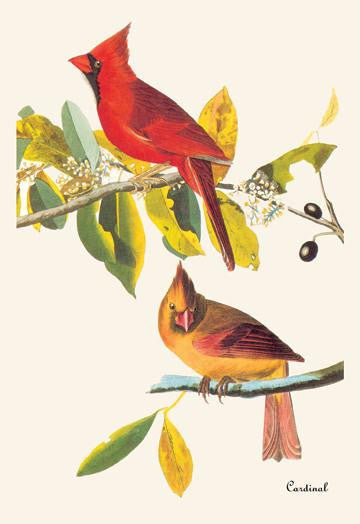 Cardinal 28x42 Giclee on Canvas