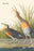 Clapper Rail 28x42 Giclee on Canvas