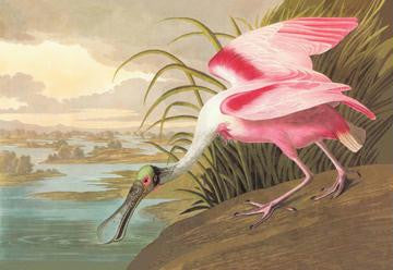 Roseate Spoonbill 28x42 Giclee on Canvas