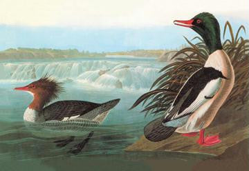 Common Merganser 28x42 Giclee On Canvas — Birds Eye Blue.com