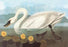 Whistling Swan 28x42 Giclee on Canvas