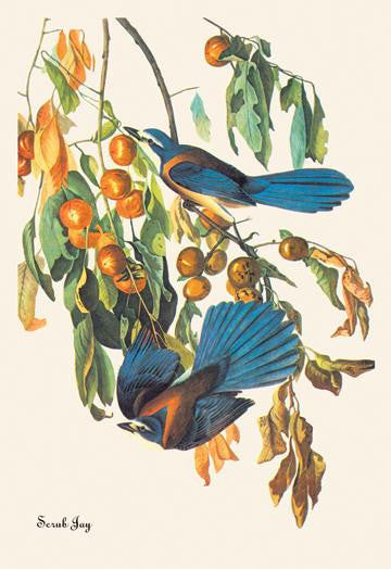 Scrub Jay 28x42 Giclee on Canvas