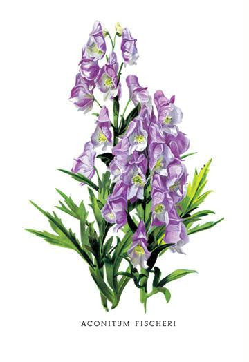 Aconitum Fischeri 28x42 Giclee on Canvas