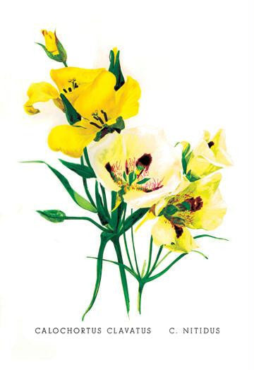 Calochortus Claratus: C. Nitidus 28x42 Giclee on Canvas