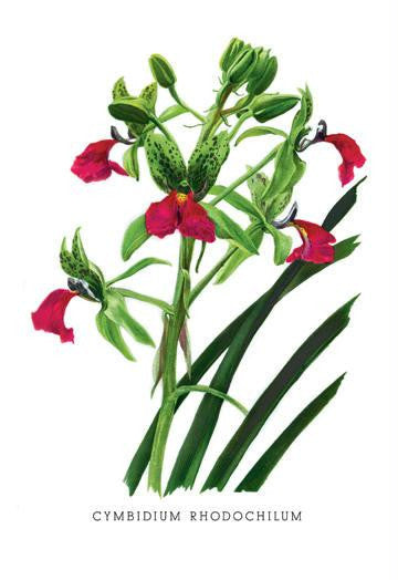 Cymbidium Rhodochilum 28x42 Giclee on Canvas