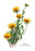 Tridax Gaillardioides 28x42 Giclee on Canvas