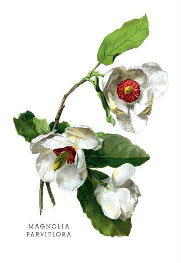 Magnolia Parviflora 28x42 Giclee on Canvas