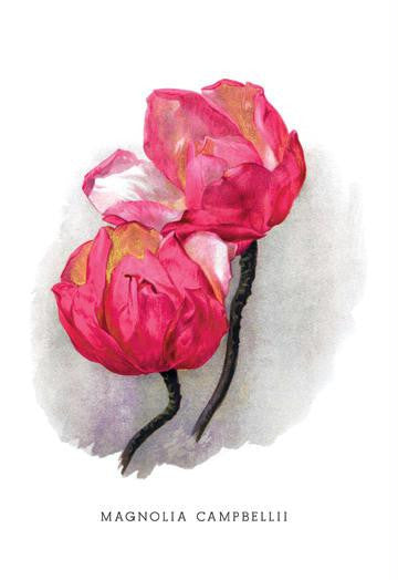 Magnolia Campbellii 28x42 Giclee on Canvas