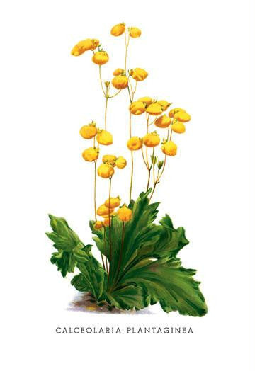 Calceolaria Plantaginea 28x42 Giclee on Canvas