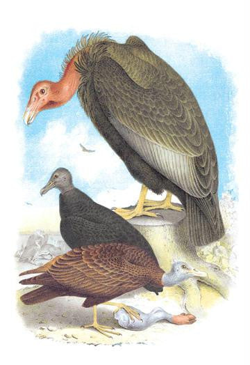 California Condor  Turkey Buzzard  and Carrion Crow 28x42 Giclee on Canvas