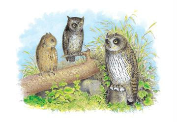 Short-Eared Owl and Screech Owl 28x42 Giclee on Canvas