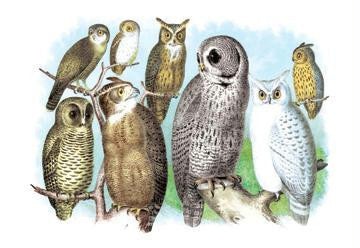 A Hoot of Owls 28x42 Giclee on Canvas