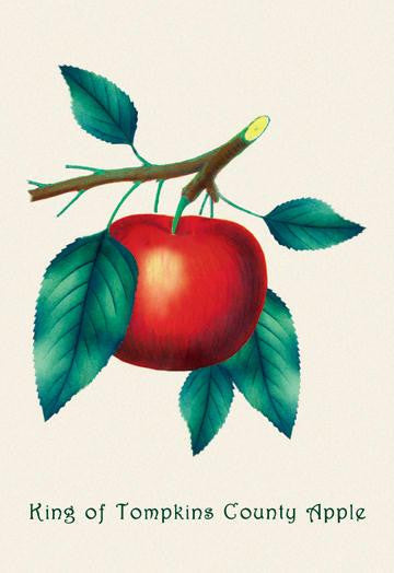 King of Tompkins County Apple 28x42 Giclee on Canvas