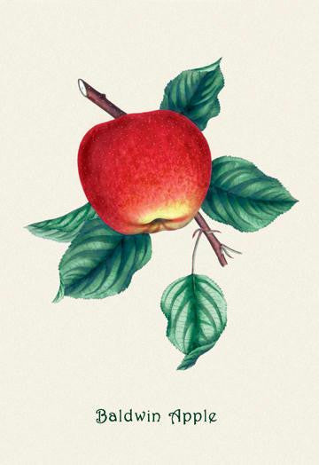 Baldwin Apple 28x42 Giclee on Canvas