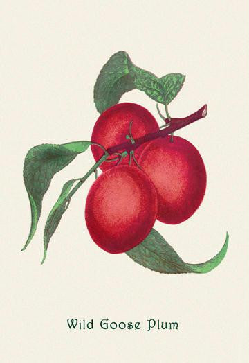 Wild Goose Plum 28x42 Giclee on Canvas