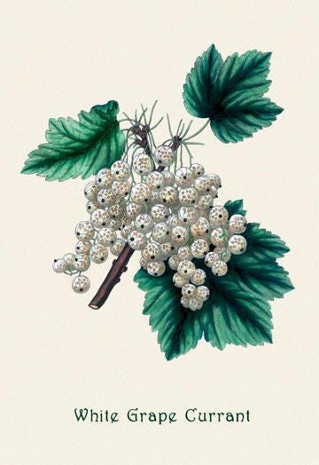 White Grape Currant 28x42 Giclee on Canvas