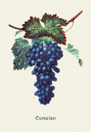 Eumelan Grapes 28x42 Giclee on Canvas