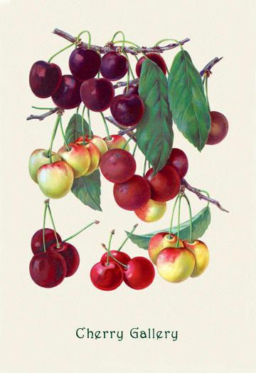 Cherry Gallery 28x42 Giclee on Canvas