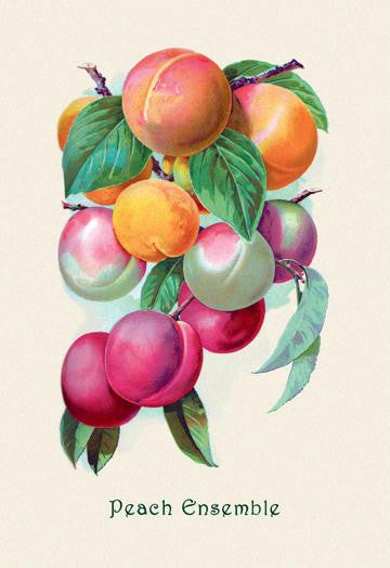 Peach Ensemble 28x42 Giclee on Canvas