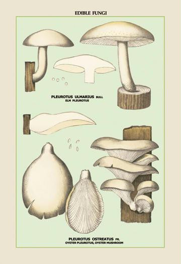 Oyster Mushroom 28x42 Giclee on Canvas