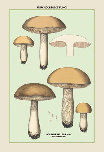 Unwholesome Fungi: Bitter Boletus 28x42 Giclee on Canvas