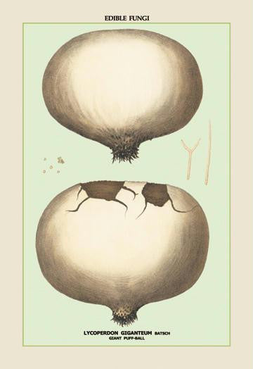 Edible Fungi: Giant Puff-Ball 28x42 Giclee on Canvas