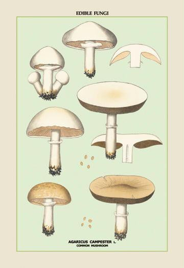 Edible Fungi: Common Mushroom 28x42 Giclee on Canvas