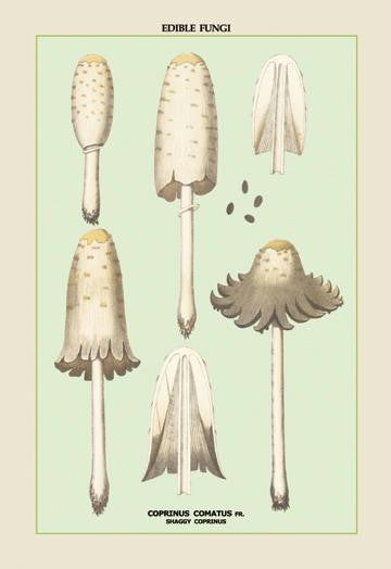 Edible Fungi: Shaggy Coprinus 28x42 Giclee on Canvas