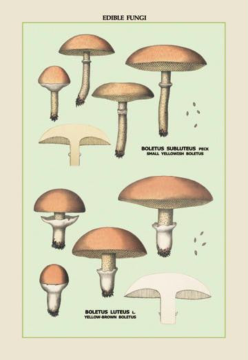 Edible Fungi: Boletus Luteus and Subluteus 28x42 Giclee on Canvas