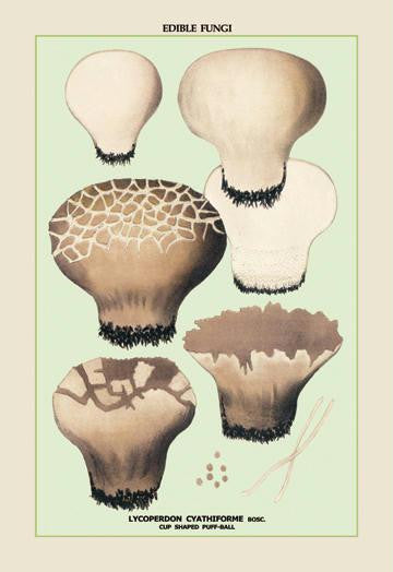 Edible Fungi: Cup Shaped Puff-Ball 28x42 Giclee on Canvas