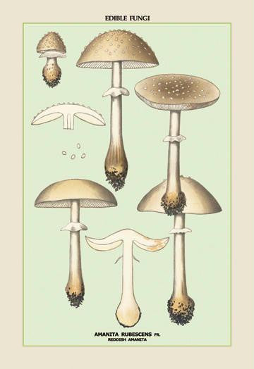 Edible Fungi: Reddish Amanita 28x42 Giclee on Canvas