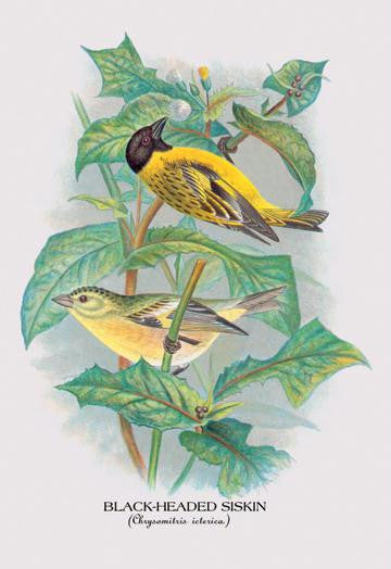 Black-Headed Siskin 28x42 Giclee on Canvas