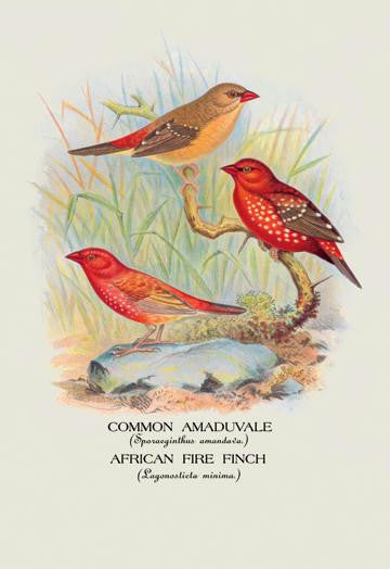 Common Amaduvale; American Fire Finch 28x42 Giclee on Canvas