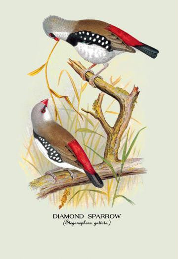 Diamond Sparrow 28x42 Giclee on Canvas