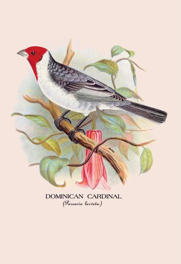 Dominican Cardinal 28x42 Giclee on Canvas