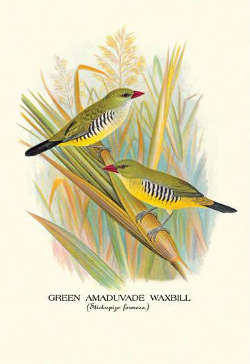 Green Amaduvade Waxbill 28x42 Giclee on Canvas