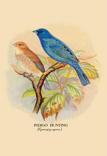 Indigo Bunting 28x42 Giclee on Canvas