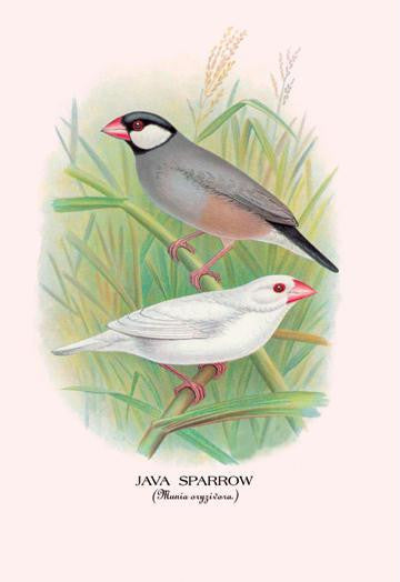 Java Sparrow 28x42 Giclee on Canvas