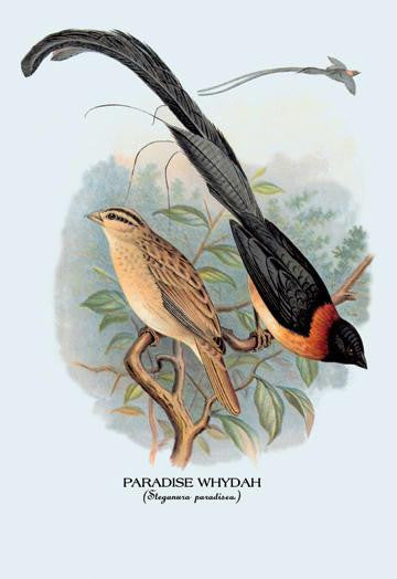 Paradise Whydah 28x42 Giclee on Canvas