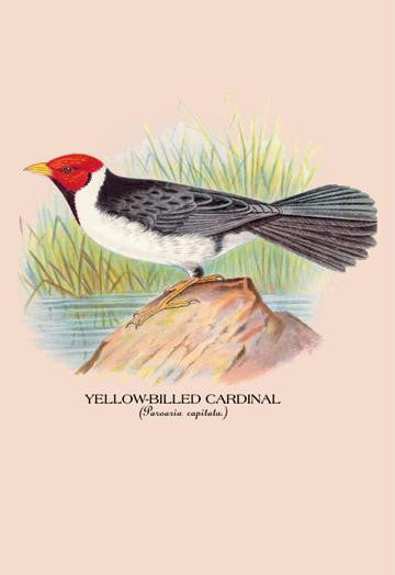 Yellow-Billed Cardinal 28x42 Giclee on Canvas