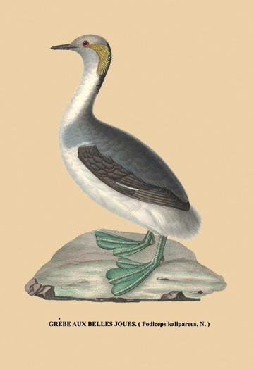 Grebe aux Belles Joues 28x42 Giclee on Canvas