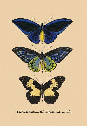 Papilio Urvillianus  Guer 28x42 Giclee on Canvas