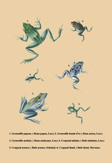 Grenouille Papoue (Frogs) et al. 28x42 Giclee on Canvas