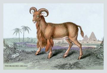 The Bearded Argali 28x42 Giclee on Canvas