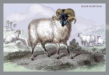 Black Faced Ram 28x42 Giclee on Canvas