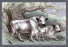 The White Urus 28x42 Giclee on Canvas