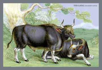 The Gayal  or Silver Cattle 28x42 Giclee on Canvas