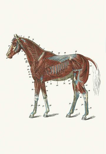 External Muscles & Tendons of the Horse 28x42 Giclee on Canvas